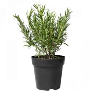 Δενδρολίβανο — Αρωματικά