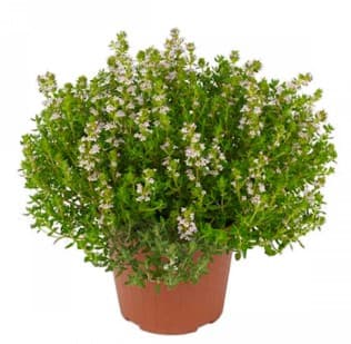 Θυμάρι — Αρωματικά