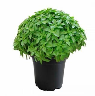 Βασιλικός — Αρωματικά