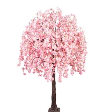 Κερασιά — Δέντρα