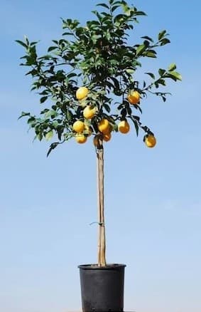 Λεμονιά — Δέντρα