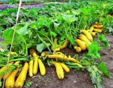 Κολοκύθι — Λαχανικά εποχής