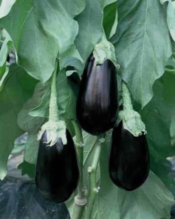 Μελιτζάνα — Λαχανικά εποχής