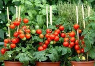 Ντομάτα — Λαχανικά εποχής
