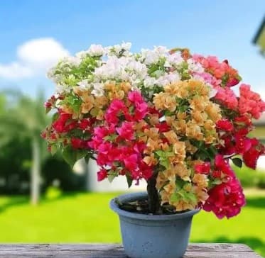 Βουκαμβίλια — Θάμνοι