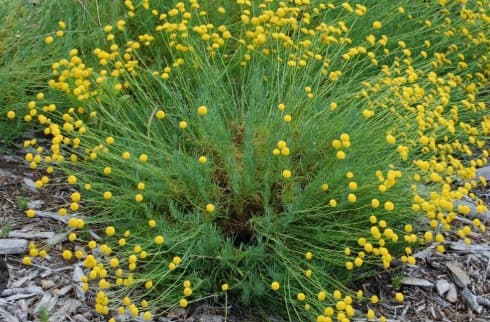 Λεβαντίνη — Θάμνοι