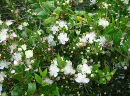 Μυρτιά — Θάμνοι